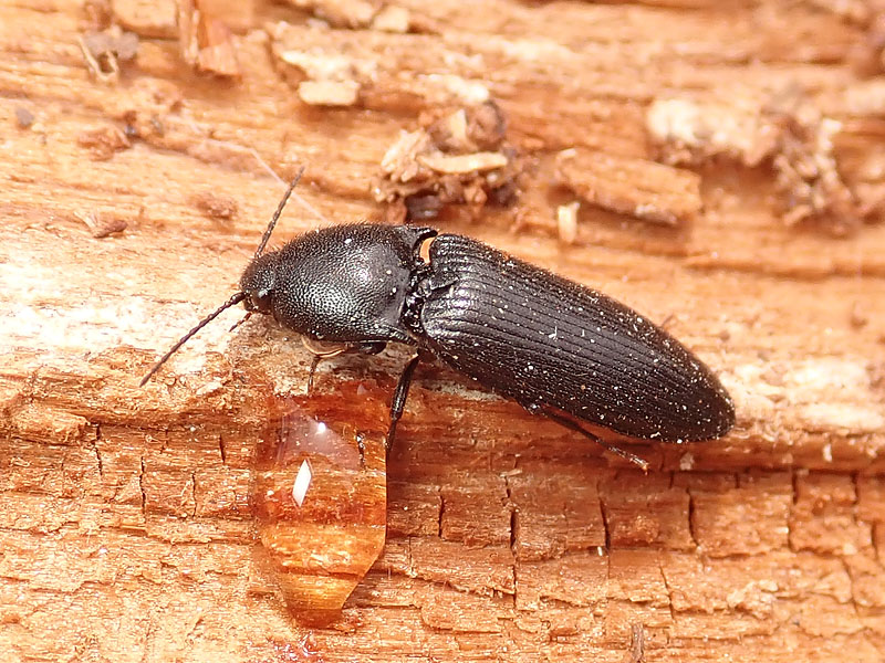 Elateridae: Ampedus scrofa (cfr.)